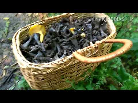 Gljivoljubitelji - Potraga za gljivama, puna korpa!