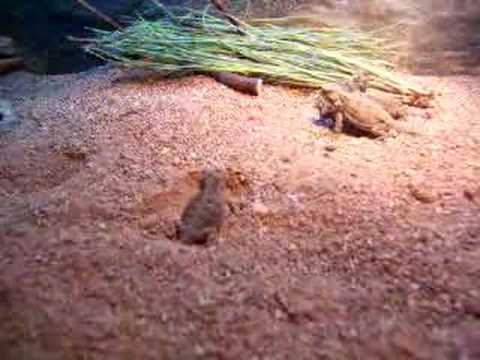 YouTube Video okHQJB_xWJs