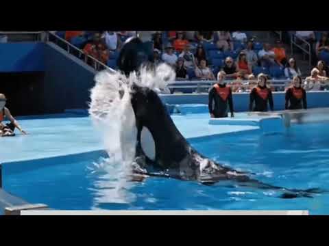 Momentos trágico de la entrenadora de Orcas Jessica Radcliffe #marinelife #ocean #fypage 