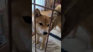 【オチ無し】柴犬こと　水分補給