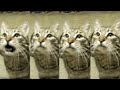 4 Cats In Ipanema