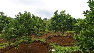 Download lagu Pemupukan ke Dua Jeruk Pangkas Roda Gila NPK Mutiara Plus Asam Humat - Pupuk Memperbesar Buah Jeruk mp3