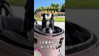 【フレブルVlog】そんな顔しなくてもいいじゃん😓 #shorts