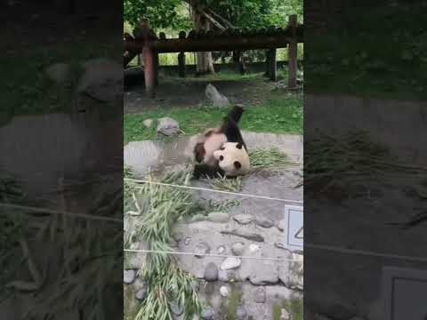 #funny #animal #panda #pandapanda #viral #viralvideos #viralreels #viralvideo #viralshorts #video