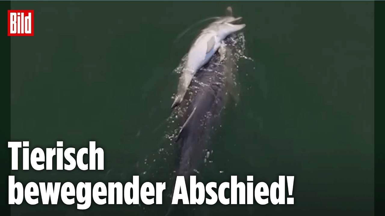 AUSTRALIEN: Delfin-Mama trägt totes Kalb durchs Meer