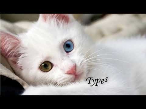 If you need to know all about cats with different eye color cat watch this !!!