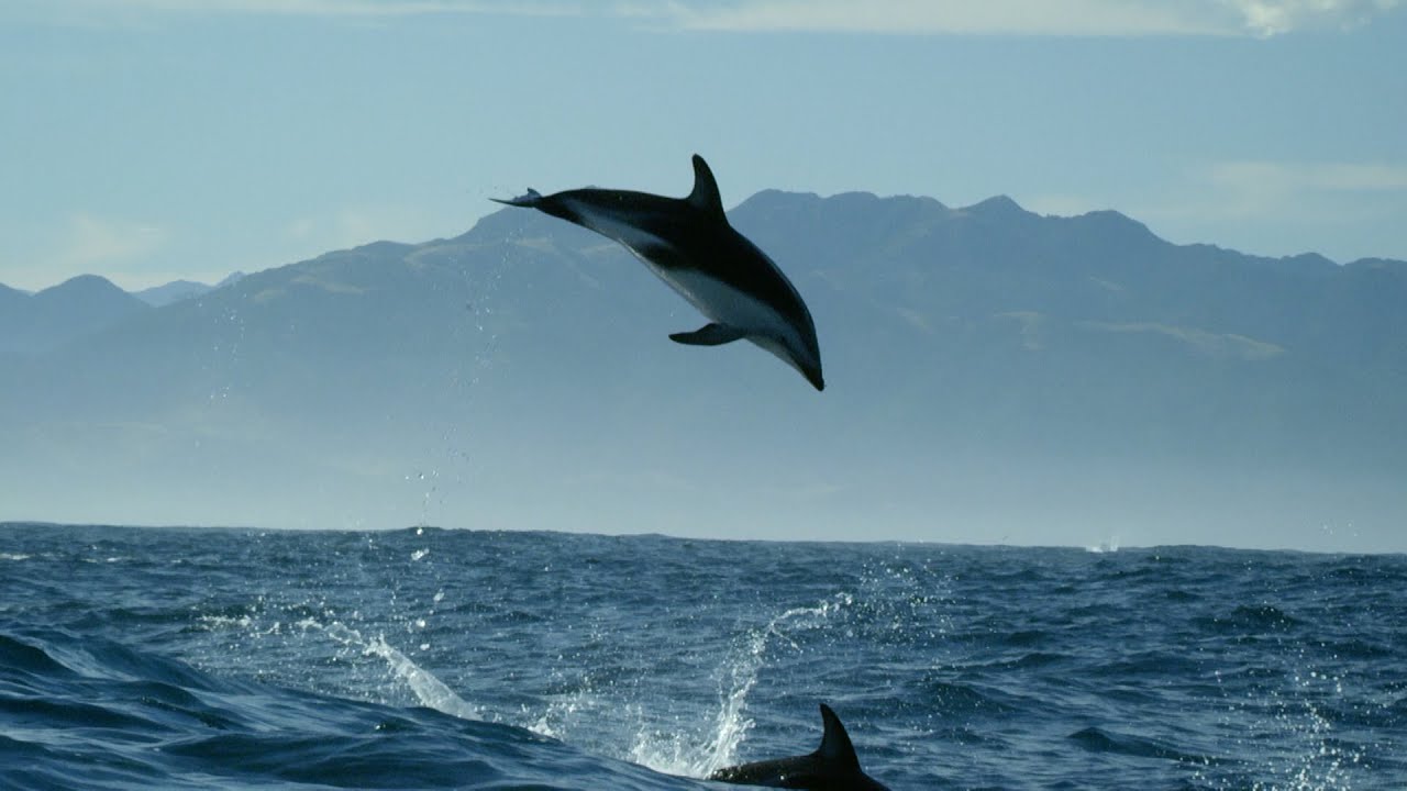 Dolphin acrobatics - New Zealand: Earth's Mythical Islands - Episode 1 Preview - BBC Two