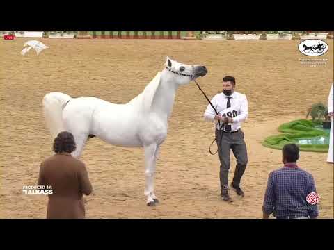 N 180 BASHIR AL RAYYAN   6th Qatar Nat  Arabian Peninsula HS for individual Owners   Stallions 7+ Ye