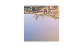 Ella Vos - White Noise (AUDIO)