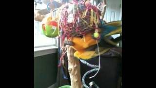Macaw tearin it up