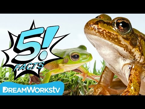 5 Facts About FROGS That Will Have You Hopping | 5 FACTS