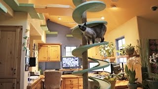 Man Turns His House Into Indoor Cat Playland and O