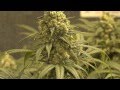 Room B - Green Crack Cannabis Grow - Day 49 of ...