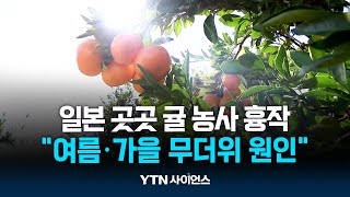 일본 곳곳 귤 농사 흉작..."올 여름·가을 역대급 무더위" | 과학뉴스 24.12.04