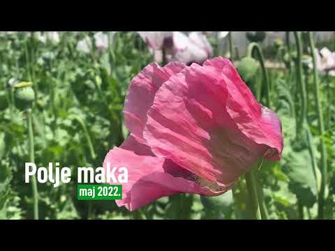 😍 PRIZOR KOJI ĆE VAS ODUŠEVITI - Ovako Izgleda Polje MAKA u Cvetu!