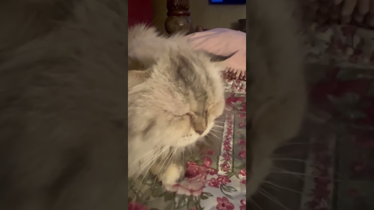 Enlarge Luna, a ADOPTABLE Ragdoll in Ennis, TX video 3/3