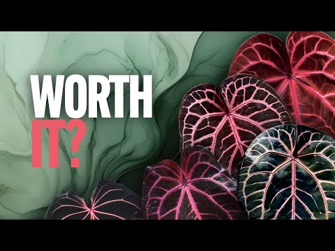 Some of the HOTTEST Red Crystallinum Versions!