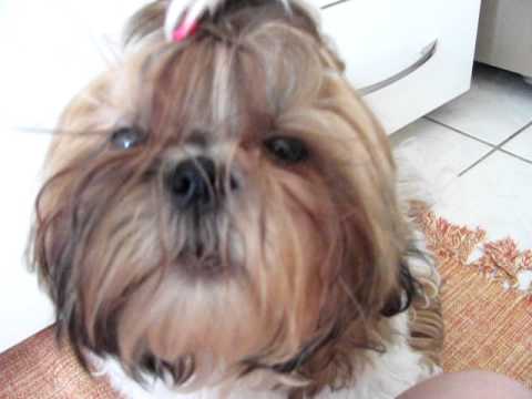 como convencer sua cachorra a comer a ração (?)