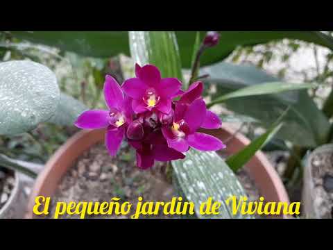 💚💚🌹🌺Flores de mi Jardin,🌻🌼💚💚 29 de Marzo 2022 #flores #jardincolores