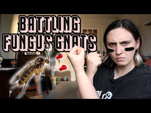 fungus gnat battle 🪴🦟 my multi-pronged approach to kill fungus gnats