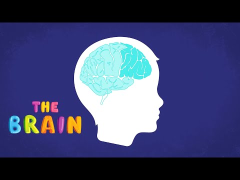 Brain Basics: All about anxiety (for kids) Part 2 - Your brain