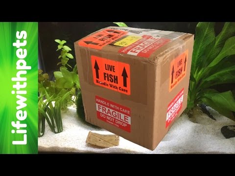 New Betta Fish Unboxing and Tank Set Up