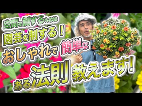 園芸 秋のヘレニア、秋のヘレニア