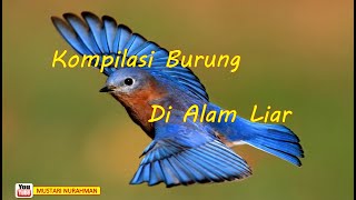 Download lagu KOMPILASI Burung Di Alam Liar... mp3