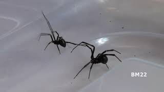 How to Get Rid of Black Widow Spiders; I found these in my bathroom