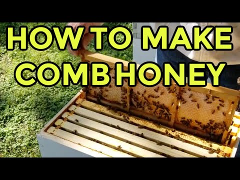 Beekeeping | 3 Ways To Make Delicious Comb Honey