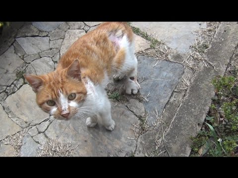 Cat asking for help Video