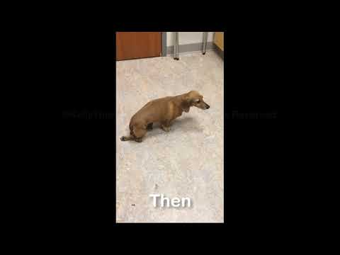 PetLight Therapy