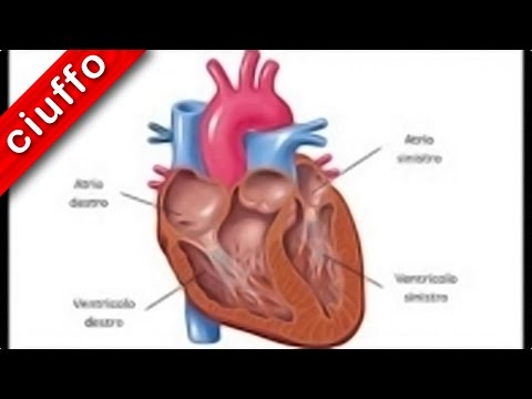 Apparato cardiocircolatorio: il cuore in fisiologia
