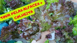 Tour pelas alfaces + colheita