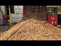 How To Harvest Thousands Of Tons Of Walnuts - American Agricultural Technology