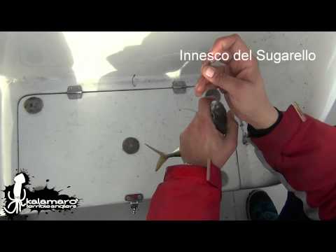 Innesco sugarello per la traina con il vivo per la pesca dalla barca