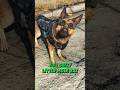 Which Companions Dislike Dogmeat In Fallout 4