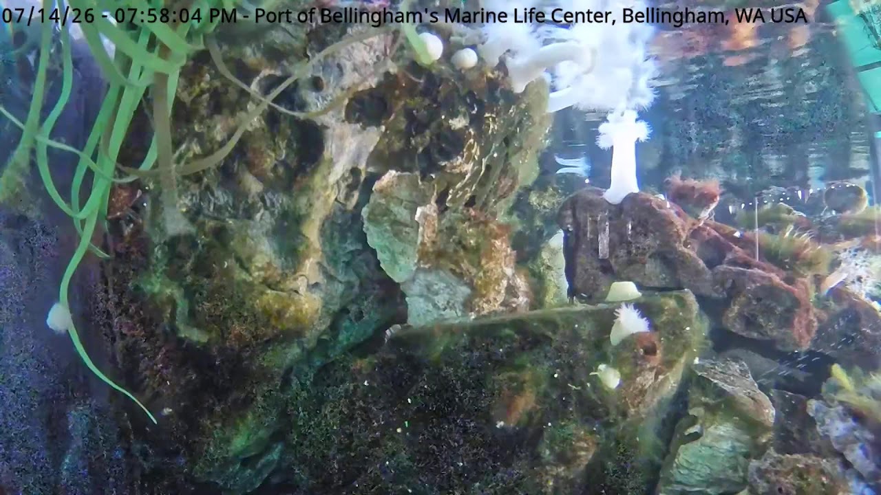 Live webcam view of Atly the Giant Pacific Octopus