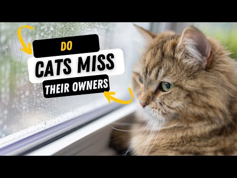 Do Cats Miss Their Owners When They Leave?