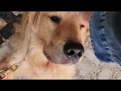 Training your dog to stop jumping!