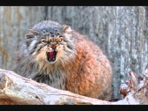 Angry wild cat sound effect 2016 animal sounds