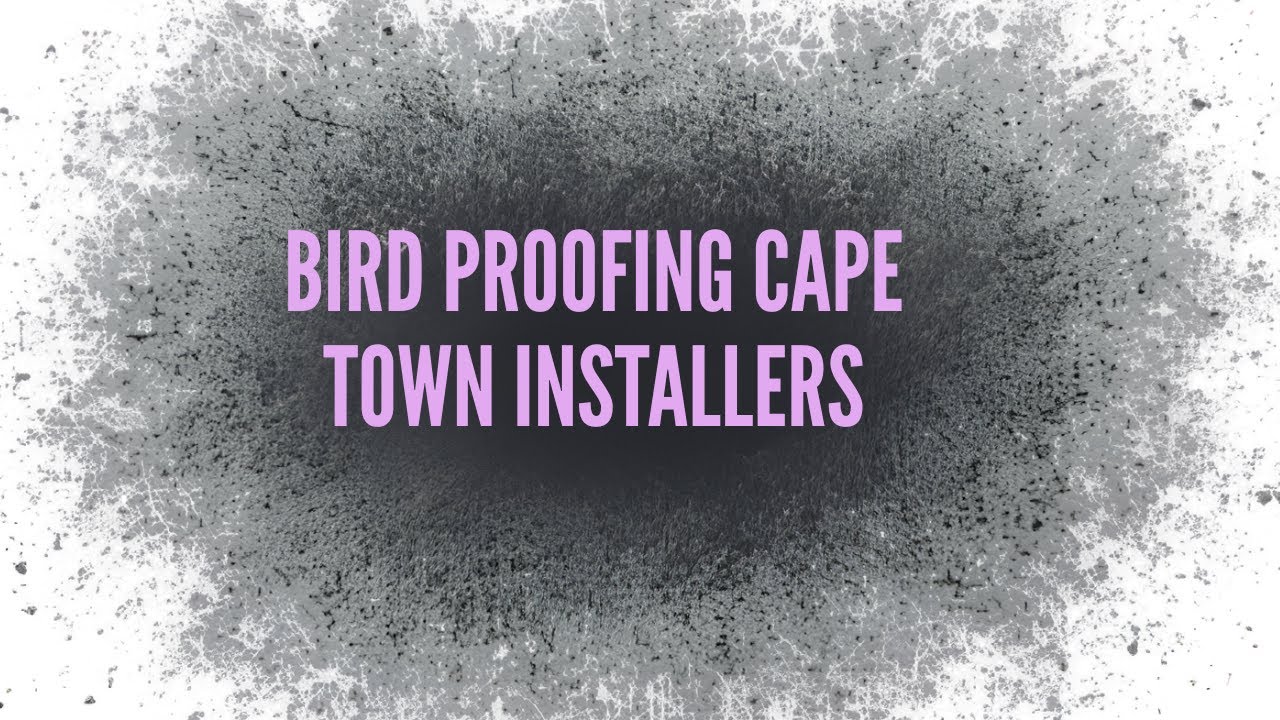 Bird Control Cape Town: Pre-Cleaning for Proofing Install | Pest Managers