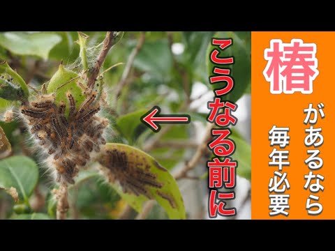 ツバキ科について詳しく解説