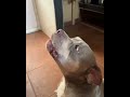 💖OMG💖 Dogs 🐕 can SING 💖💛🥰💚💜, So Cute 💖👍👌🧡💙❤️💛💚, animal Talent, cute animals, dog #subscribe #shorts