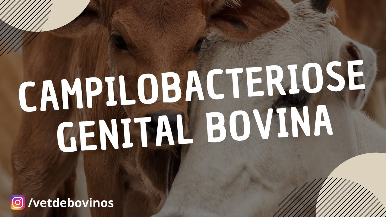 Campilobacteriose Genital Bovina #073