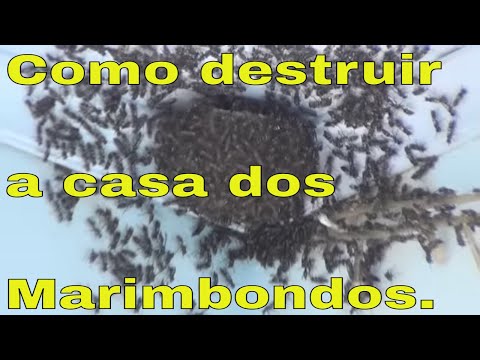 download lagu mp3 mp4 Casa De Marimbondo, download lagu Casa De Marimbondo gratis, unduh video klip Casa De Marimbondo