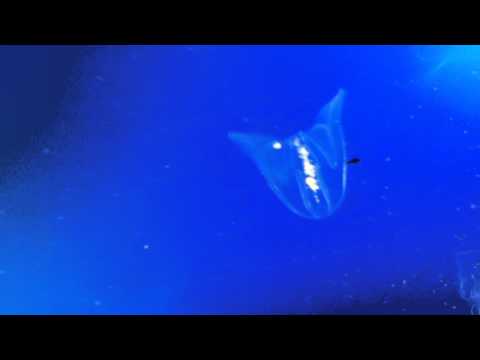 会計学科 ユーチューブyoutube.comが名古屋港水族館になった！感動のイルカや魚たち！税理士木村勝則の独り言！経営革新等支援機関近畿財務経済産業局認定木村勝則税理士事務所滋賀県高島市安曇川町