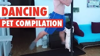 animale dans animale