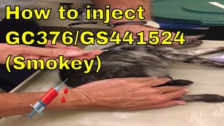 Dr. Pedersen demonstrating how to inject GC376 into Smokey from Sept 2016