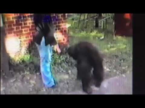 Asking Chantek to do a handstand